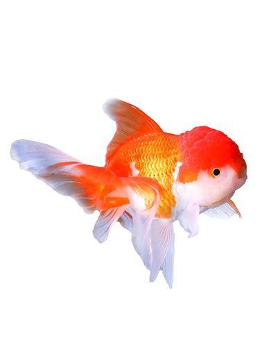 薊州龍魚有哪些獨特品種？，天津薊州龍魚的獨特品種