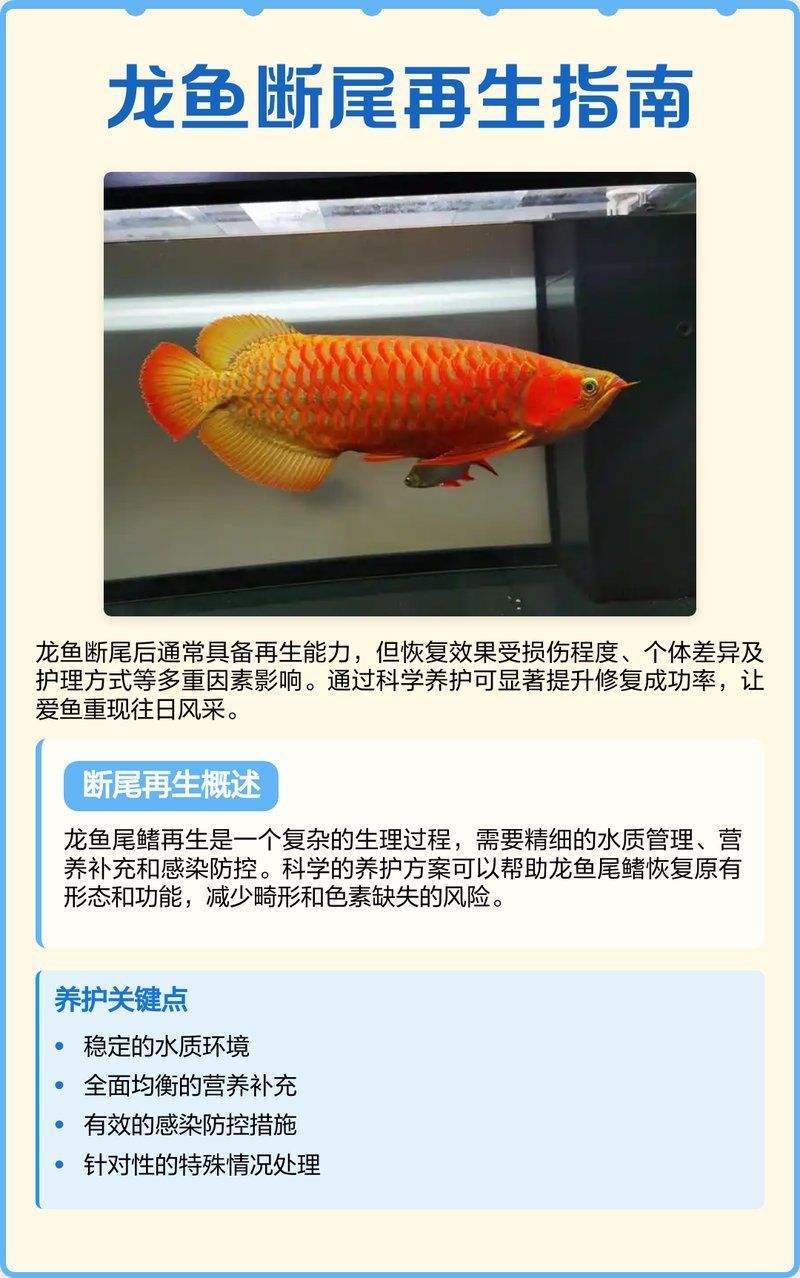 龍魚斷尾后多久會完全恢復？，龍魚斷尾后多久會完全恢復、多久能恢復？