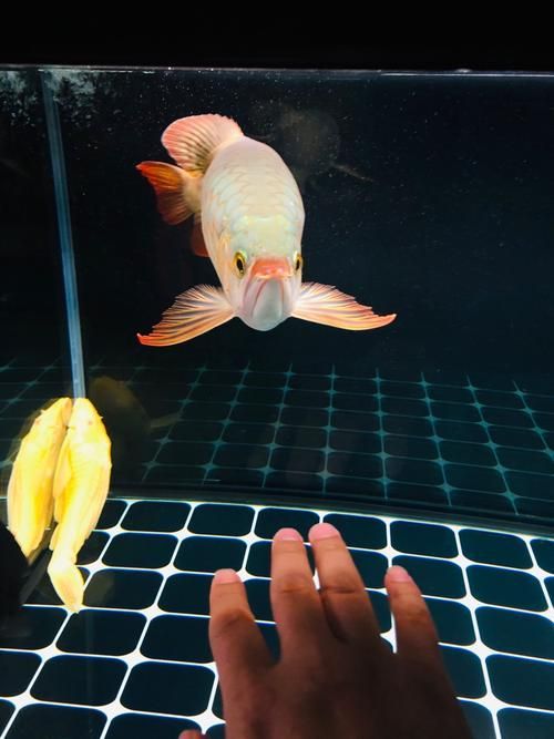 如何辨別定興龍魚的品質(zhì)，如何辨別定興龍魚品質(zhì)