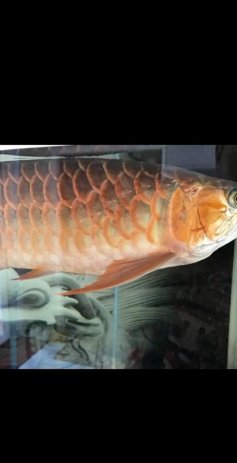 如何辨別定興龍魚的品質(zhì)，如何辨別定興龍魚品質(zhì)
