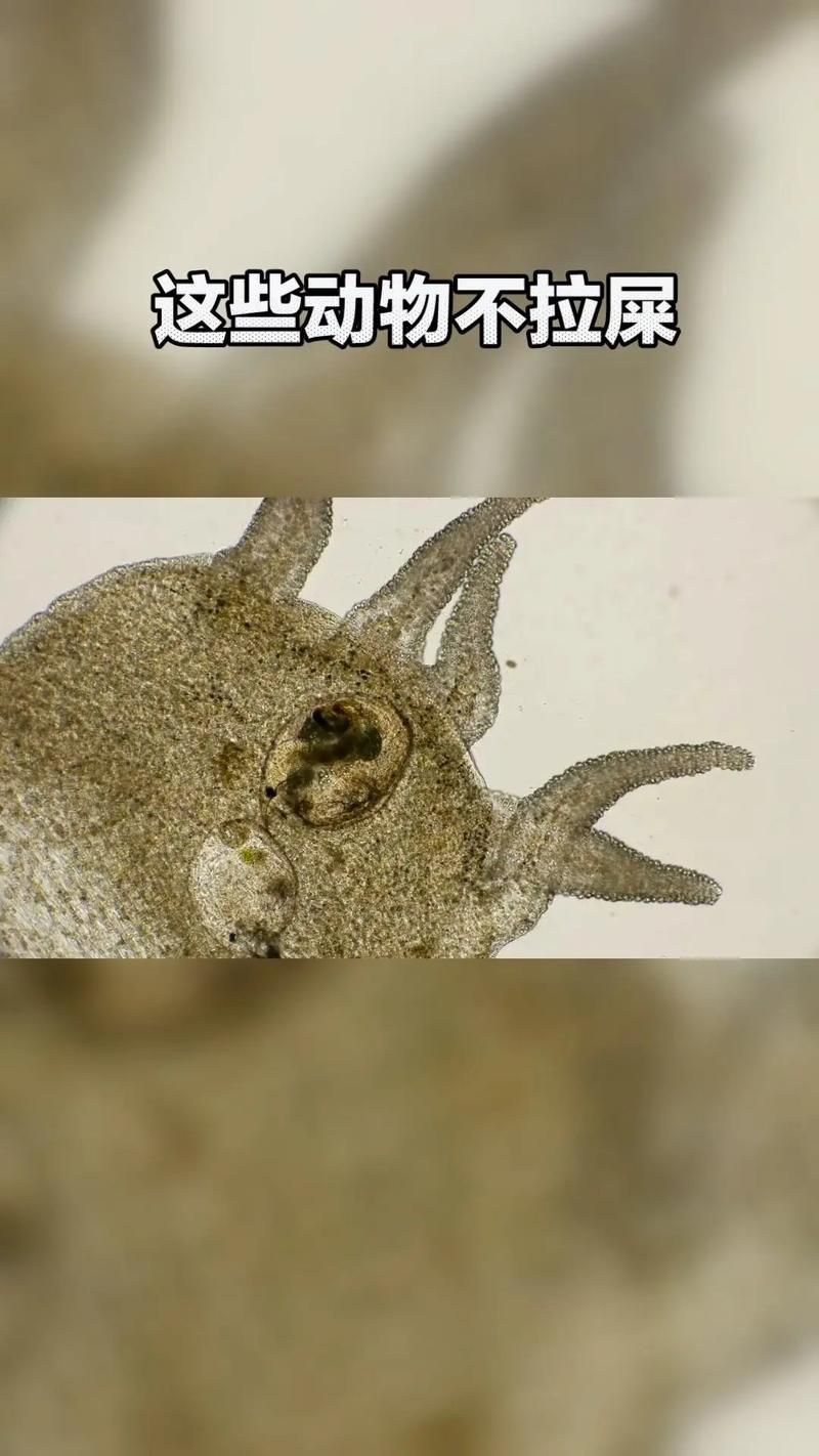 能提供一張魚虱繁殖過程的示意圖嗎，如何繪制魚虱繁殖過程的示意圖