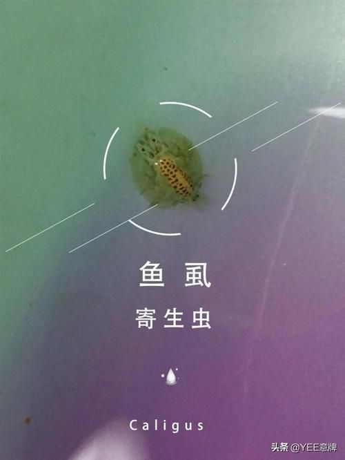 能提供一張魚虱繁殖過程的示意圖嗎，如何繪制魚虱繁殖過程的示意圖