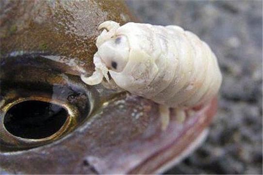 能提供一張魚虱繁殖過程的示意圖嗎，如何繪制魚虱繁殖過程的示意圖