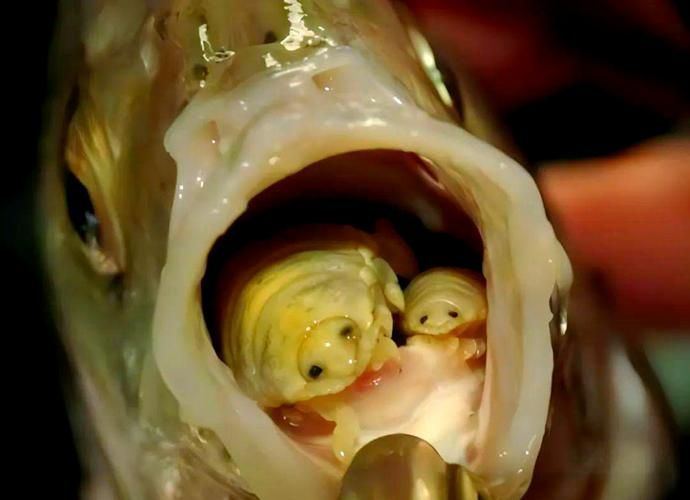 能提供一張魚虱繁殖過程的示意圖嗎，如何繪制魚虱繁殖過程的示意圖