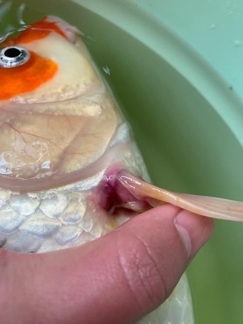 有哪些常見的魚受傷癥狀