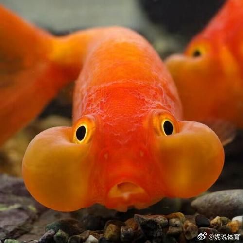 有哪些常見的魚受傷癥狀