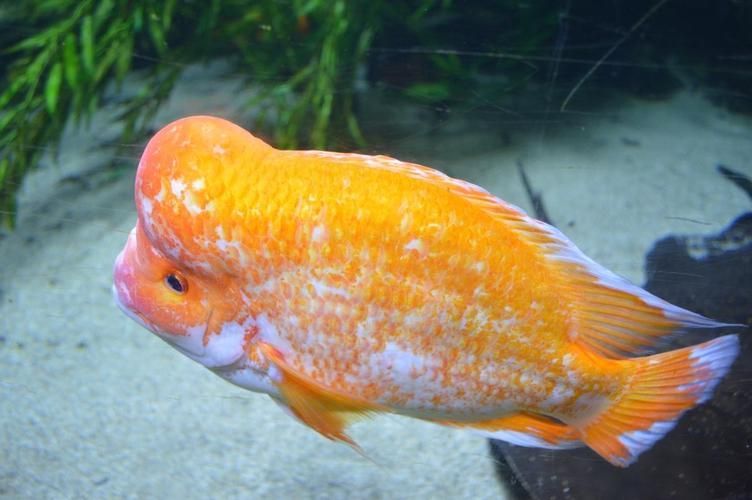 有哪些常見的魚受傷癥狀