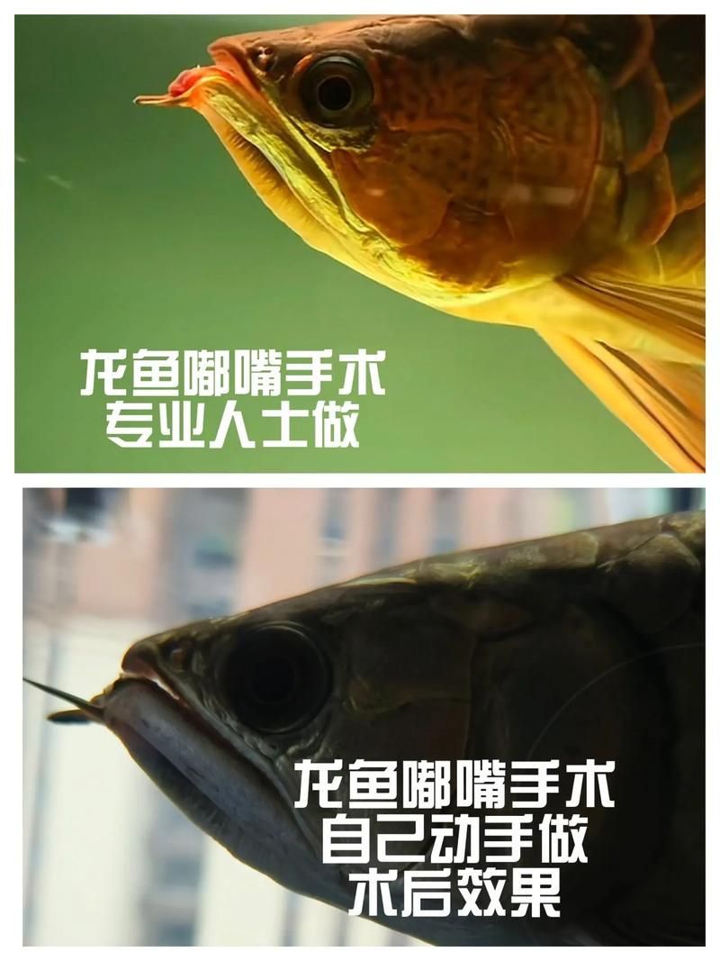 龍魚下顎手術(shù)風(fēng)險(xiǎn)大嗎？，龍魚下顎手術(shù)風(fēng)險(xiǎn)、低成功率、低成功率、高護(hù)理成功率