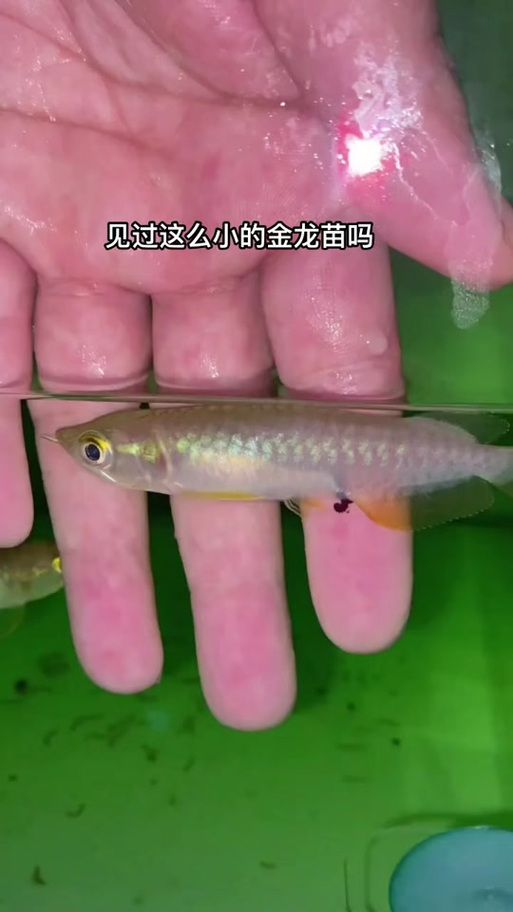 如何飼養1-2cm金龍魚幼苗，1-2cm金龍魚幼苗如何飼養1-2cm金龍魚幼苗