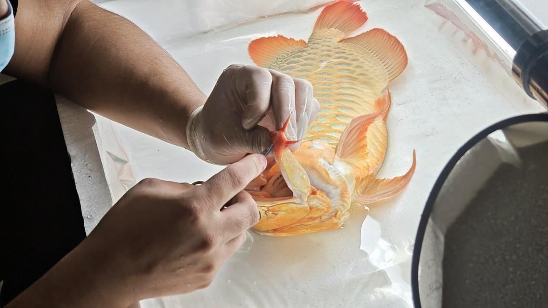 手術矯正龍魚兜嘴的風險大嗎？，手術矯正龍魚兜嘴的風險評估涉及多個方面，涉及多個方面