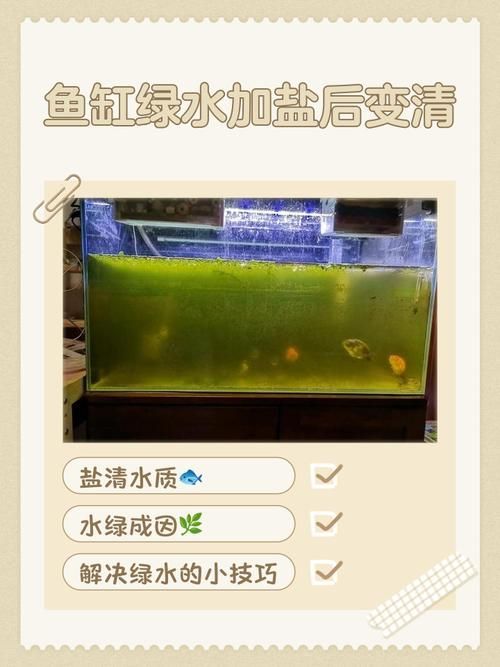 魚缸加鹽后多久換水，魚缸加鹽后多久換水會導致鹽積累，魚缸加鹽后多久換水
