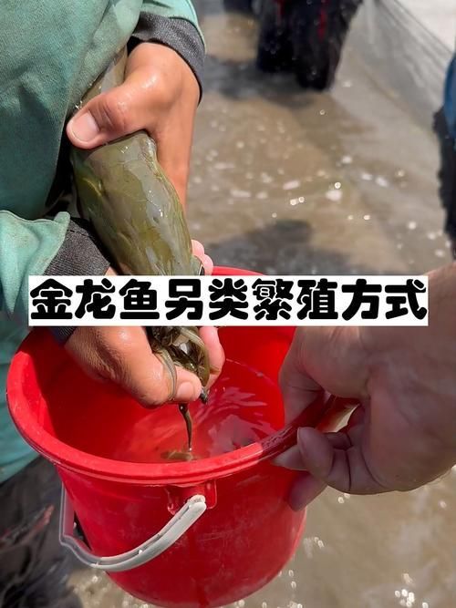 能提供金龍魚繁殖的圖片嗎，金龍魚的繁殖過程的詳細描述