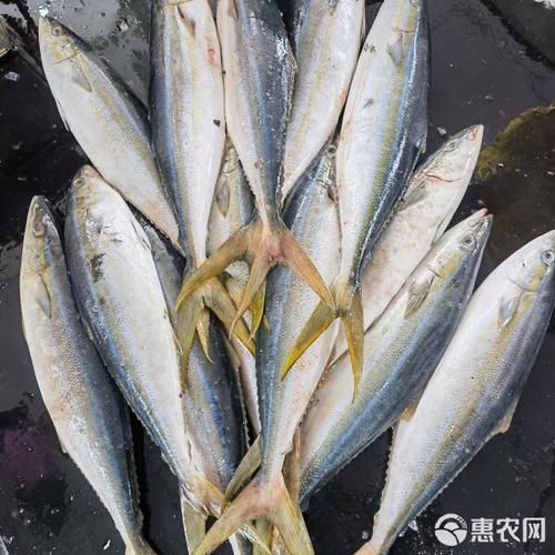 拉倫魚刺身有哪些特色做法，拉倫魚刺身有哪些特色做法拉倫魚刺身有哪些特色做法