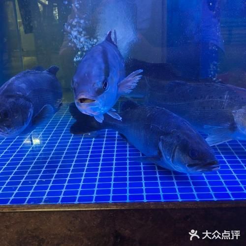 拉倫魚刺身有哪些特色做法，拉倫魚刺身有哪些特色做法拉倫魚刺身有哪些特色做法