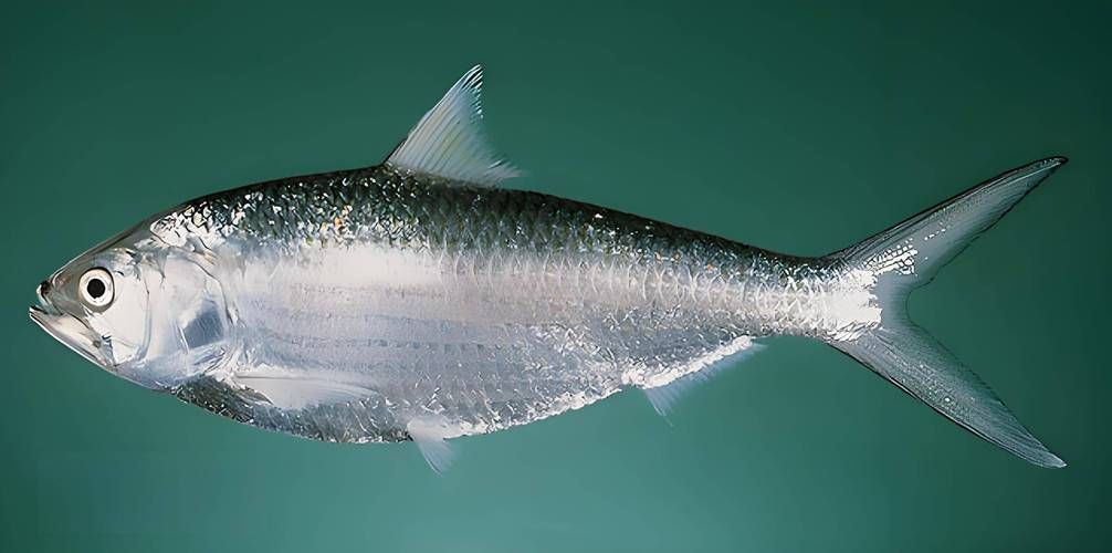 江龍魚有哪些功效，關于江龍魚