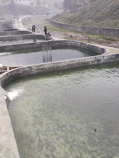 萬州龍魚養殖技術有哪些？