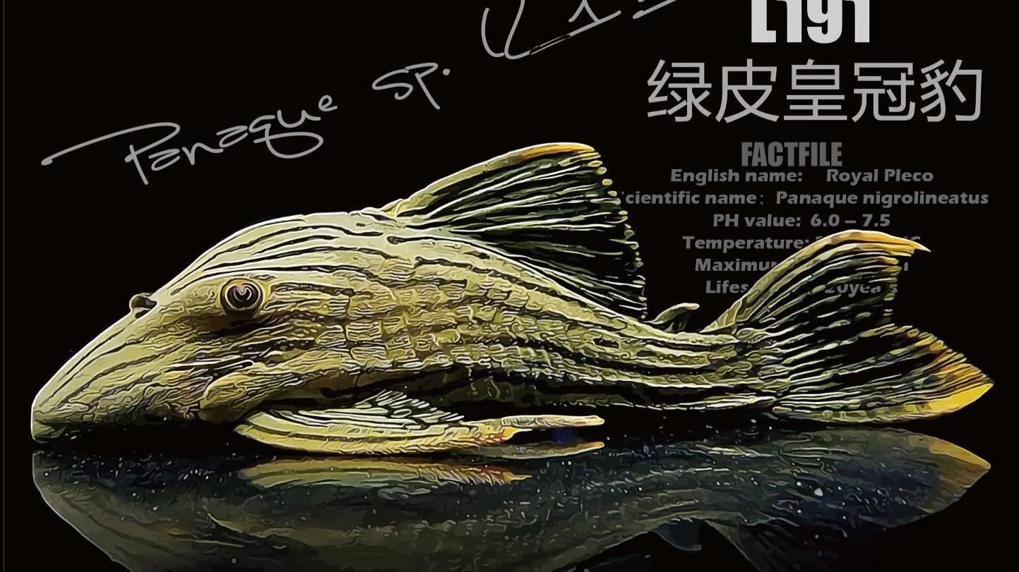 如何區分哥倫比亞和秘魯綠皮皇冠豹？，哥倫比亞和秘魯綠皮皇冠豹是兩種不同的物種