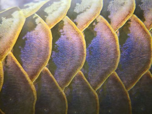 如何鑒別亞洲龍魚的真?zhèn)危?，如何鑒別亞洲龍魚