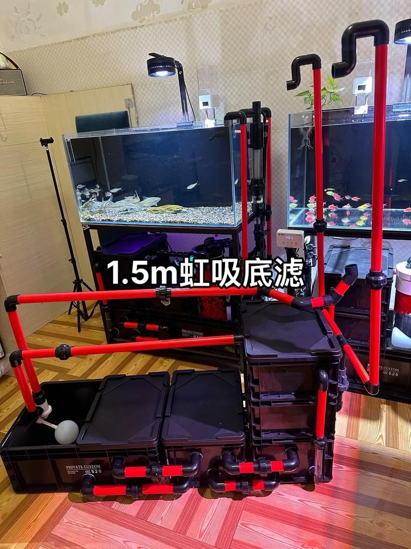 紅龍養(yǎng)護(hù)技巧分享，紅龍魚養(yǎng)護(hù)技巧