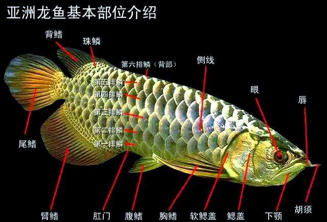 如何判斷過(guò)背金龍魚(yú)的品相等級(jí)，如何判斷一條過(guò)背金龍魚(yú)的品相等級(jí)