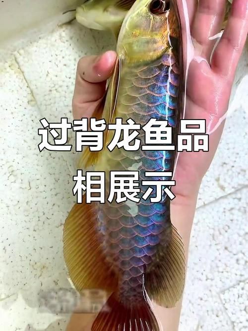 如何判斷過背金龍魚的品相等級，如何判斷一條過背金龍魚的品相等級