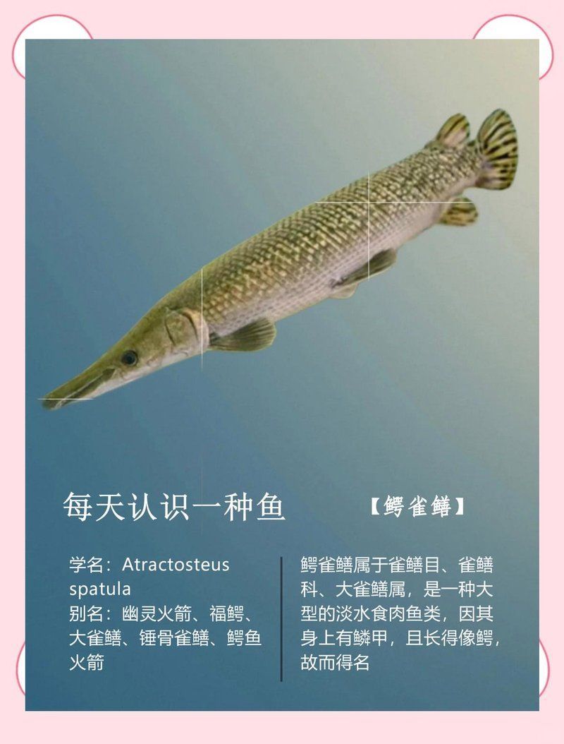 幽靈火箭魚有哪些常見品種？，幽靈火箭魚有哪些常見品種，