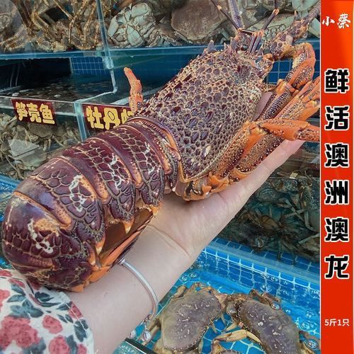 紅龍與澳龍的食用口感，如何區(qū)分澳龍和紅龍