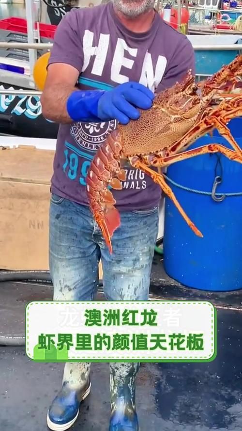 紅龍與澳龍的食用口感，如何區(qū)分澳龍和紅龍