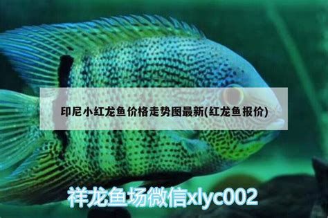 印尼小紅龍，關(guān)于印尼小紅龍的知識