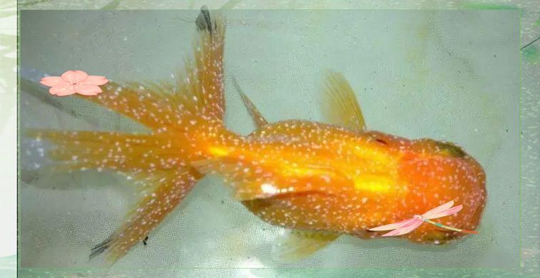 如何判斷金魚是否感染白點(diǎn)病，如何判斷金魚是否感染水產(chǎn)白點(diǎn)病