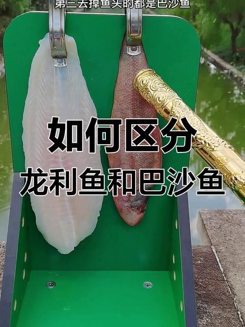 蚌山龍魚和龍利魚有什么區別？