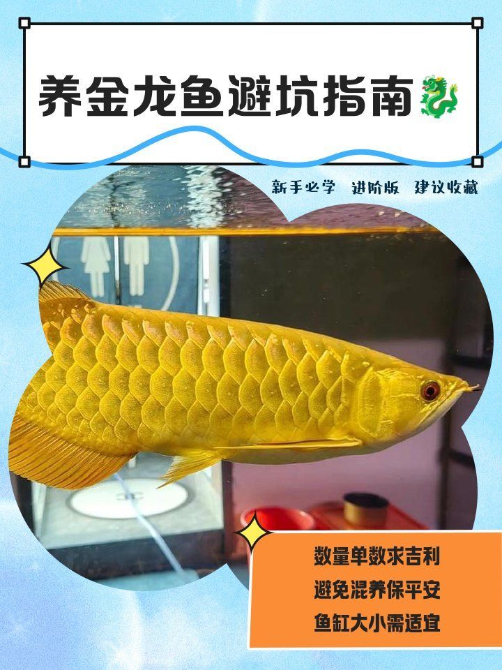 40公分金龍魚需要多大的魚缸，40公分金龍魚需要多大的魚缸,