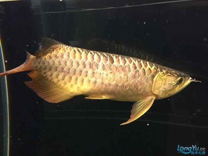 人工輔助矯正時，如何判斷龍魚是否麻醉？，人工輔助矯正龍魚麻醉判斷龍魚是否麻醉