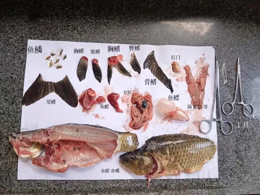 如何預(yù)防魚(yú)感染“面條蟲(chóng)”