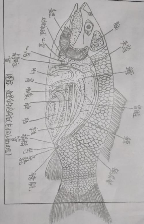 如何預(yù)防魚(yú)感染“面條蟲(chóng)”