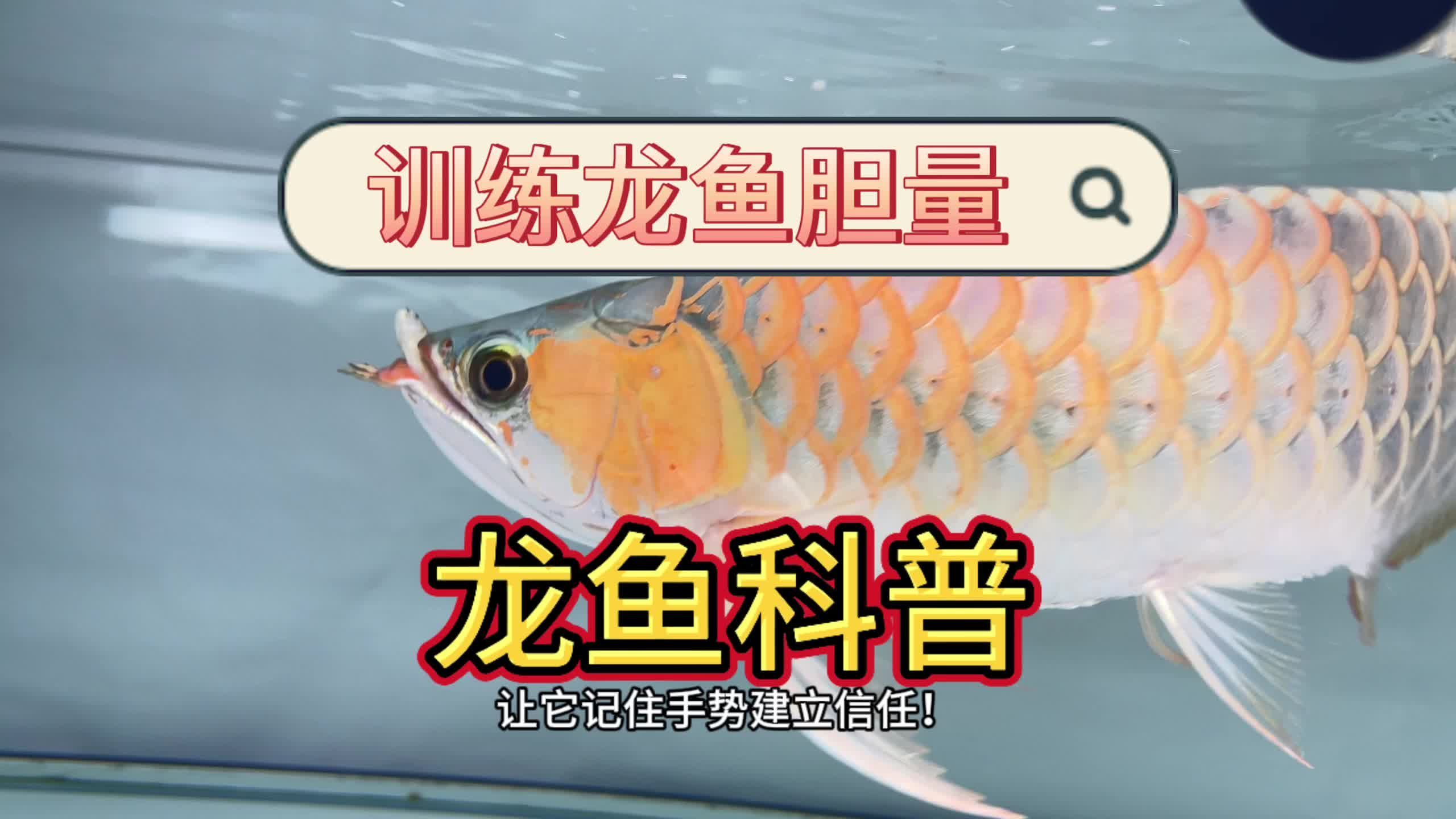 如何改善龍魚的喂食習慣？，如何改善龍魚喂食習慣