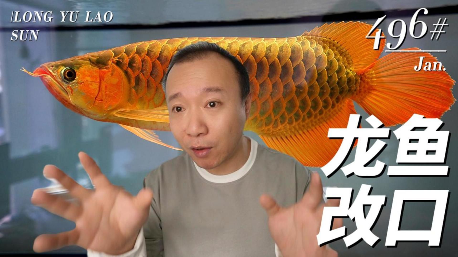 有哪些方法可以促進龍魚改口，觀賞魚龍魚改口，龍魚改口，龍魚改口的方法是什么