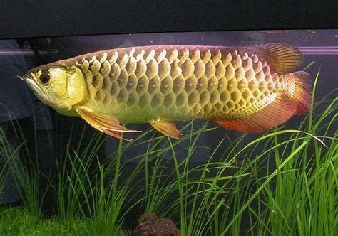 詳解（1000字和配圖）如何預防龍魚再次掉須？，如何防止龍魚再次掉須
