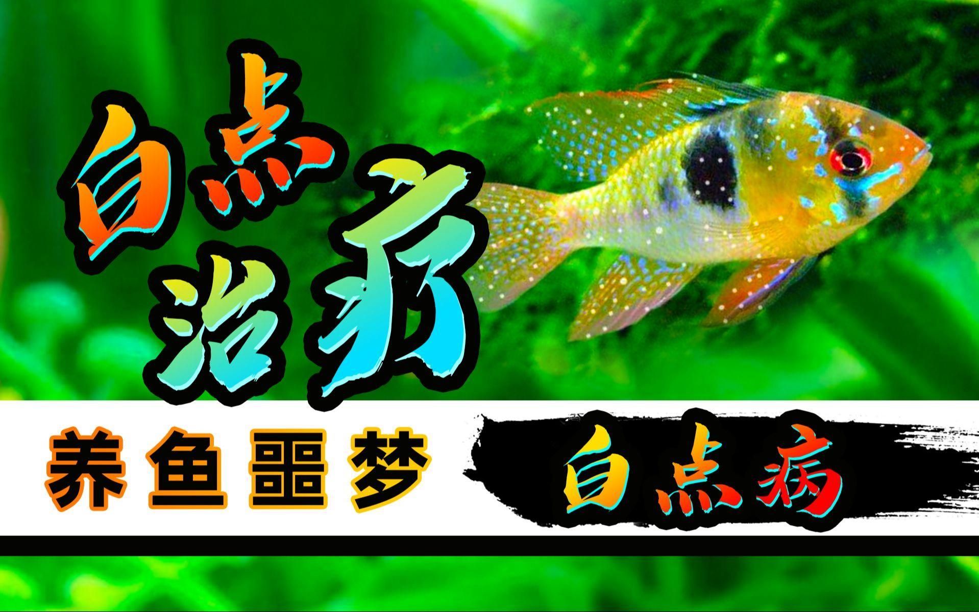 金魚得了白點病會傳染嗎，金魚得了白點病會傳染嗎,如何預防和治療