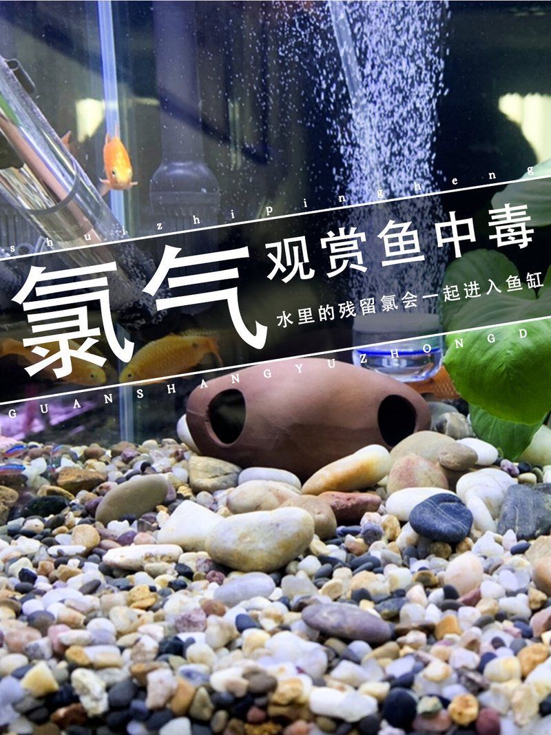 如何判斷魚缸水是否含有氯，如何判斷魚缸水是否含有氯,自來水中的氯對(duì)觀賞魚具有潛在危害