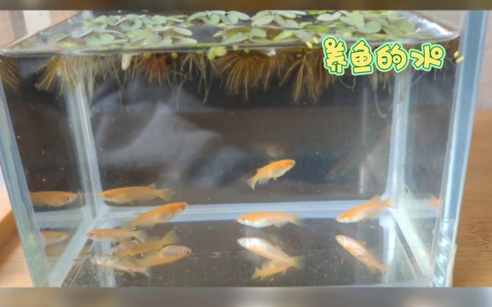 如何判斷魚缸水是否含有氯，如何判斷魚缸水是否含有氯,自來水中的氯對(duì)觀賞魚具有潛在危害