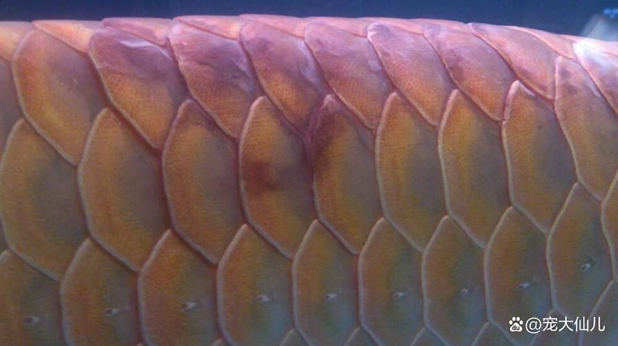 龍魚發燒時應該如何調整水溫？，創寧cn-005創寧cn-005005005005