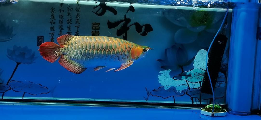 如何判斷龍魚鰓外翻是否好轉(zhuǎn)？，arxiv論文助手arxiv論文助手判斷龍魚鰓外翻是否好轉(zhuǎn)