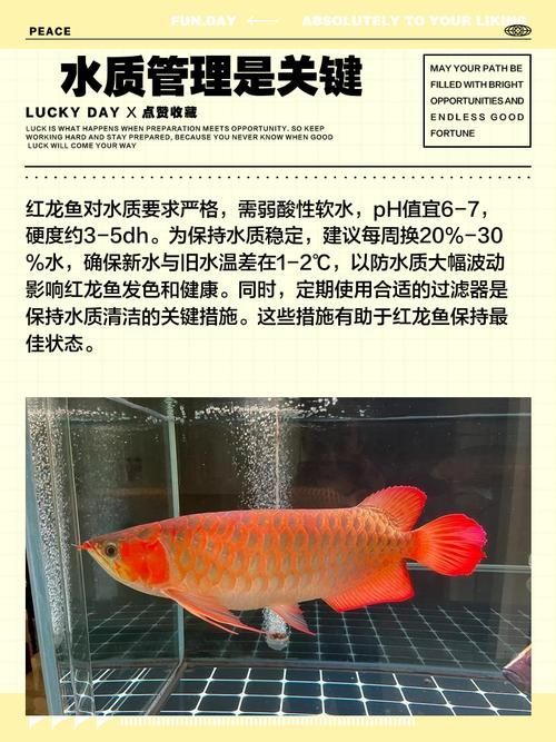 如何挑選優質的紅龍魚，如何挑選優質紅龍魚