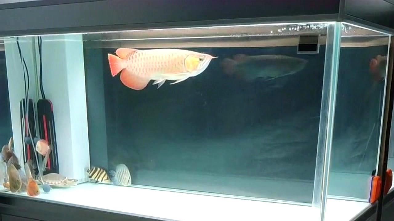 龍魚鰭爛了能自愈嗎
