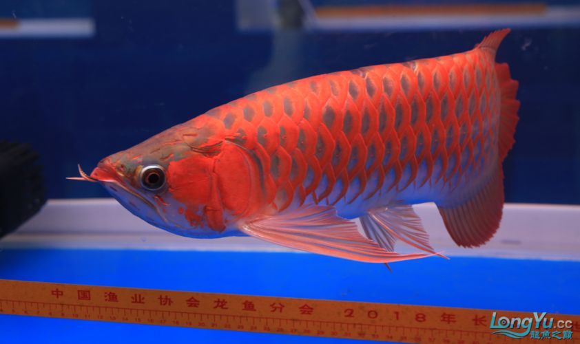 世界十大龍魚品牌排名有哪些權威機構，世界十大龍魚品牌排名