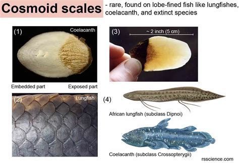 肺魚，世界上最古老的四足動物之一——肺魚