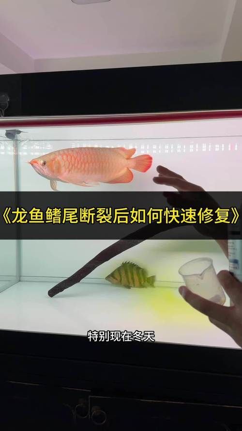 龍魚爛鰭爛尾最簡單三個方法，水族界公認最簡單、安全、高效的三個治療方法