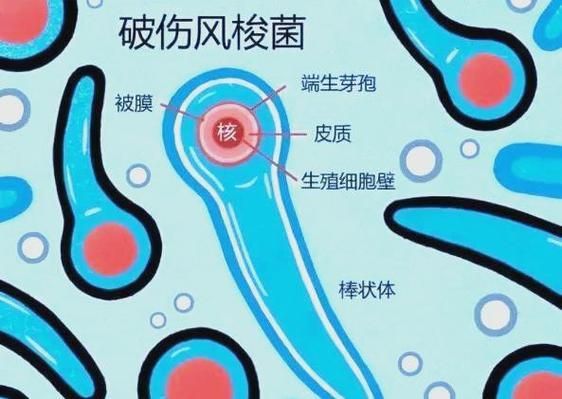 詳細介紹幾種常見的爛身病病原體，“爛身病”是一種由多種常見的爛身病原體引起的疾病