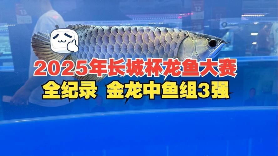 2025年龍魚大賽的最佳答案是什么？